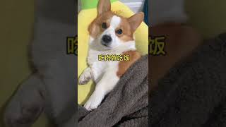 我吃过最多的套路就是狗子的套路%柯基#corgi