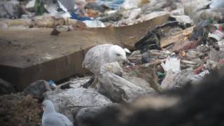 23.11.16 Goéland pontique 2A (Larus cachinnans, Caspian Gull)