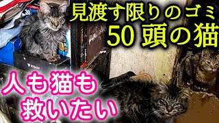 50頭の猫を救うために福岡の愛護団体さんが集結【多頭飼育崩壊】