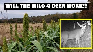 Illinois FARM VLOG MILO Update, fall plots \u0026 bucks on trail cams!