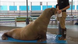 セイウチのツララ、トレーニングの様子＠鳥羽水族館