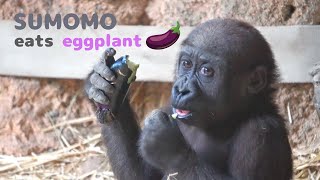 赤ちゃんゴリラのスモモが大好物のナスを食べる 🦍🍆完食できる？ | 上野動物園 | ゴリラ