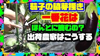 茄子の育て方　目から鱗！芽掻き,仕立て,一番花処置…出荷農家に教わった秘法