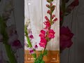 キンギョソウ 金魚草 snapdragon