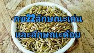 ข้าวกข22ลักษณะเด่นและข้อควรระวัง