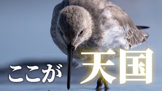 干潟で撮るカメラでしか見れない野鳥の世界、意外と見ない初の鳥も《α6700野鳥撮影》