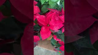 Poinsettia Picks: Red or White?