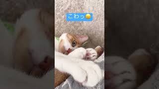 右パンチ🤜狙ってる？#cat #ねこ #animationshorts