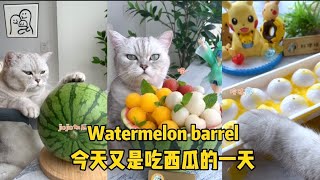 【Cat Cooking Food】西瓜的王者吃法，太好喝了，我要无限续杯