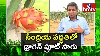 Dr Srinivasa Rao Success Story in Dragon Fruit Farming Nela Thalli