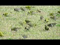 マヒワの群れ食事中 eurasian siskin carduelis spinus eating