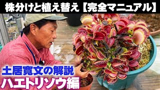 【土居寛文の実演と解説】初心者向け！ハエトリソウの株分けと植え替え【兵庫県立フラワーセンター】