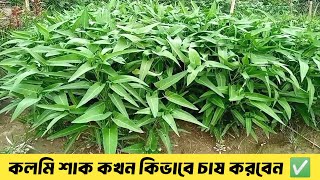 কলমি শাক চাষ পদ্ধতি | বর্ষাকালীন সবজি চাষ | Kolmi Shak Chas | How To Grow Water Spinach From Seeds