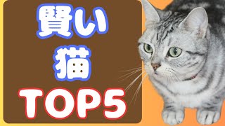 【頭がいい猫】賢い猫ランキングTOP5