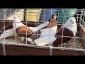 Rynek targ Wysokie Mazowiecki 25/05/2024 🕊#gołębie #ptaki #króliki #kury #pigeons #market #animals 🐓