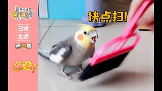 看了这期视频你还会想养鹦鹉吗？玄凤鹦鹉cockatiel