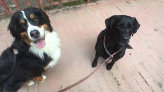 お散歩　黒ラブ　バーニーズマウンテンドッグ　black lab bernese mountain dog