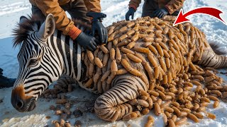 Miraculous Zebra Covered in Millions of Worms \u0026 Parasites Successfully Rescued by Rescuers