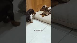 Cute And Funny Dog Videos Compilation | Dogs Lover #Dogs 🐶🐕🥰