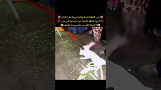 حتى القطط عندها وفاء لأصحابها مثل الكلاب 😭 لا تريد هذه القطة الابتعاد عن صاحبتها رغم انها قد ما__ 😢💔