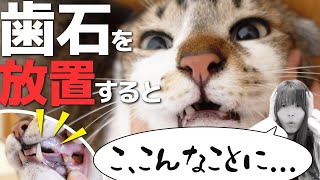 猫の歯石ケアしてる？！放っておくと起こる4つの怖いこと