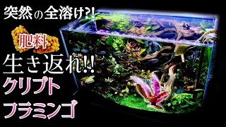 【60cm/水没林レイアウト】 元気だったピンクの水草が突然溶けた？！肥料を追加して生き返れ！part3