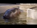 カバのユイちゃん上陸！　上野動物園