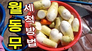 작년가을에 수확한 김장무를  땅속에 약 4개월동안 보관했다가 꺼내어 유유자적 세척하는 영상입니다.