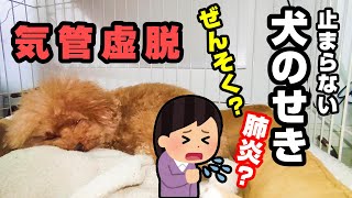 止まらない犬のせき「気管虚脱」について【ぜんそく】【肺炎】【逆くしゃみ】【咳】