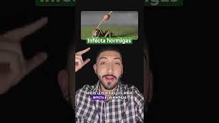 ¿Podría infectarnos el hongo Cordyceps?