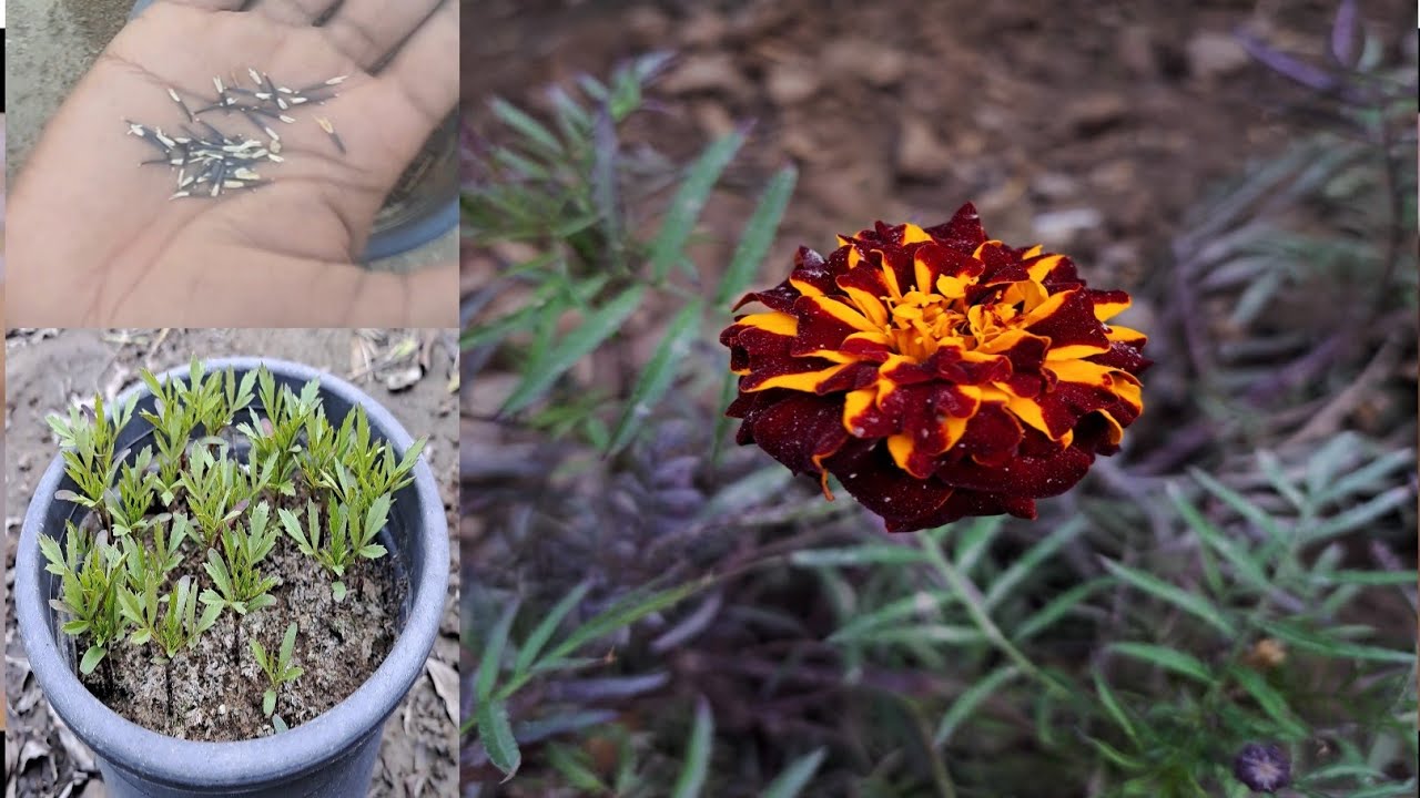 Growing Marigold | How To Grow Marigold | Agri Hack | Grow Marigold ...