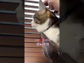 何回タップしたら怒る💢かな？ cat 猫好きさんと繋がりたい