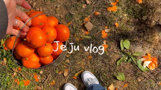 Jeju vlog🍊| 3월 제주 여행👫| Жэжү аялал| 서귀포 가볼 만한 곳