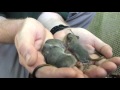 Red-tailed Phascogales born at Taronga