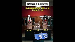 《非凡打工》第1~5集 #猫meme小剧场 #猫meme