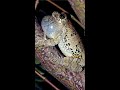 Gray Treefrog #shorts