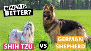 Shih tzu vs. German Shepherd: Which is Better?