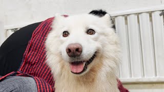 Bathing Satsuma, the loyal dog rescued from the ruins