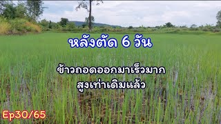 6 วันผ่านไปหลังการตัดข้าว ตอนนี้ต้นข้าวเริ่มถอดออกมาเท่าเดิมแล้ว