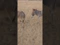 donkey testing forest viralshorts