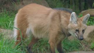 Maned Wolf | San Diego Zoo