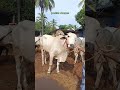 ഒരു ലക്ഷത്തി ഇരുപതിനായിരം ചോദിക്കുന്നു💸💸 shortvideo