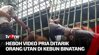 Video Viral  Pria Ditarik Orang Utan hingga Menjerit Ramai di Medsos | Kabar Utama tvOne