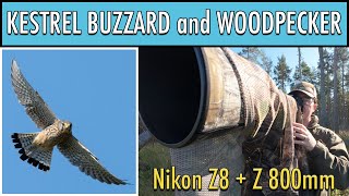 Photographing Kestrel Buzzard and Woodpecker - Nikon Z8 and Z 800mm Wildlife Photography