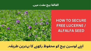 How To Secure Lucerne / Alfalfa Seed For Free / Mufth Main Lucerne Ka Bheej