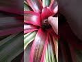 Bromeliad hybridization Neoregelia tips and advice..