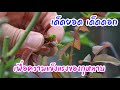 เด็ดยอดเด็ดดอก | เพื่อกุหลาบสวยๆในอนาคต | EP.295 | คนบ้ากุหลาบ