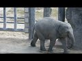 アジアゾウのうららちゃん（５９６）🐘穴ホリ掘りするゾウ🐘（東山動植物園）ulala of the asian elephant part 596