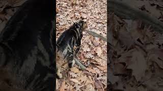 Walk 12.24.24 | A Walk With Kimahri XXIX | Cox Arboretum #cat #nature #hiking