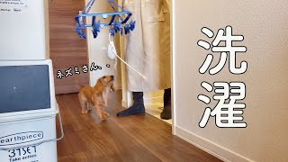 【ミニチュアダックスフンド】大好きなネズミさんをお洗濯